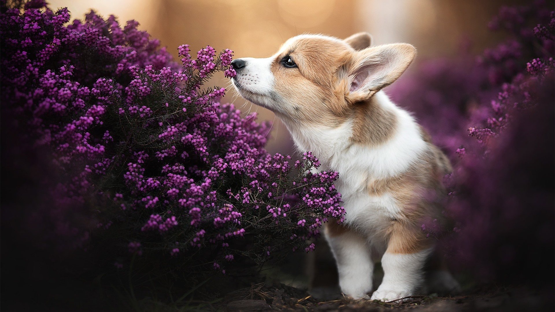 开云中国官网-广东实行“篮球明星培养工程”，全方位激励青少年，广东篮球人才