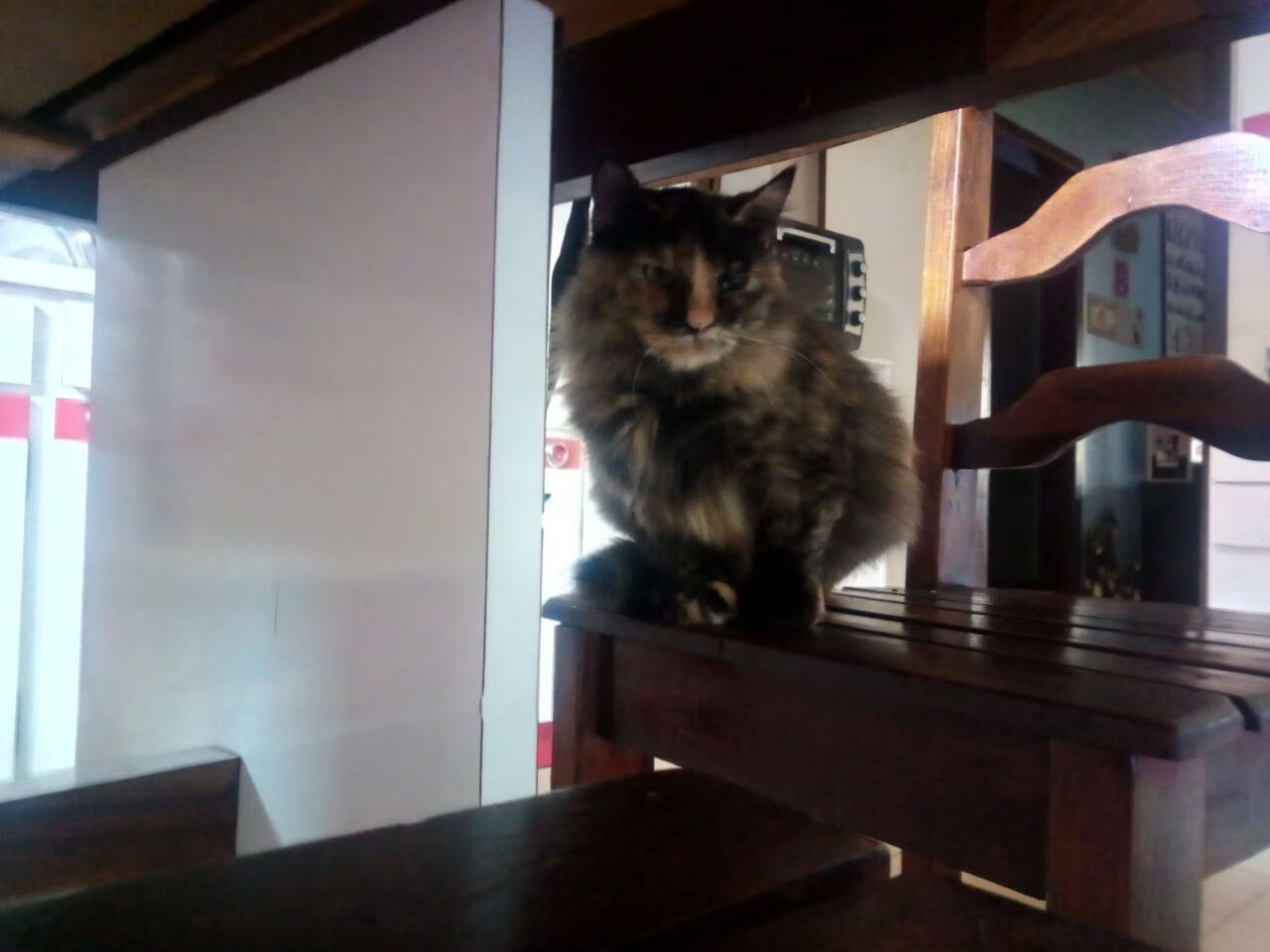 开云入口-意大利柔道选手在女子比赛中获得铜牌，意大利柔道冠军